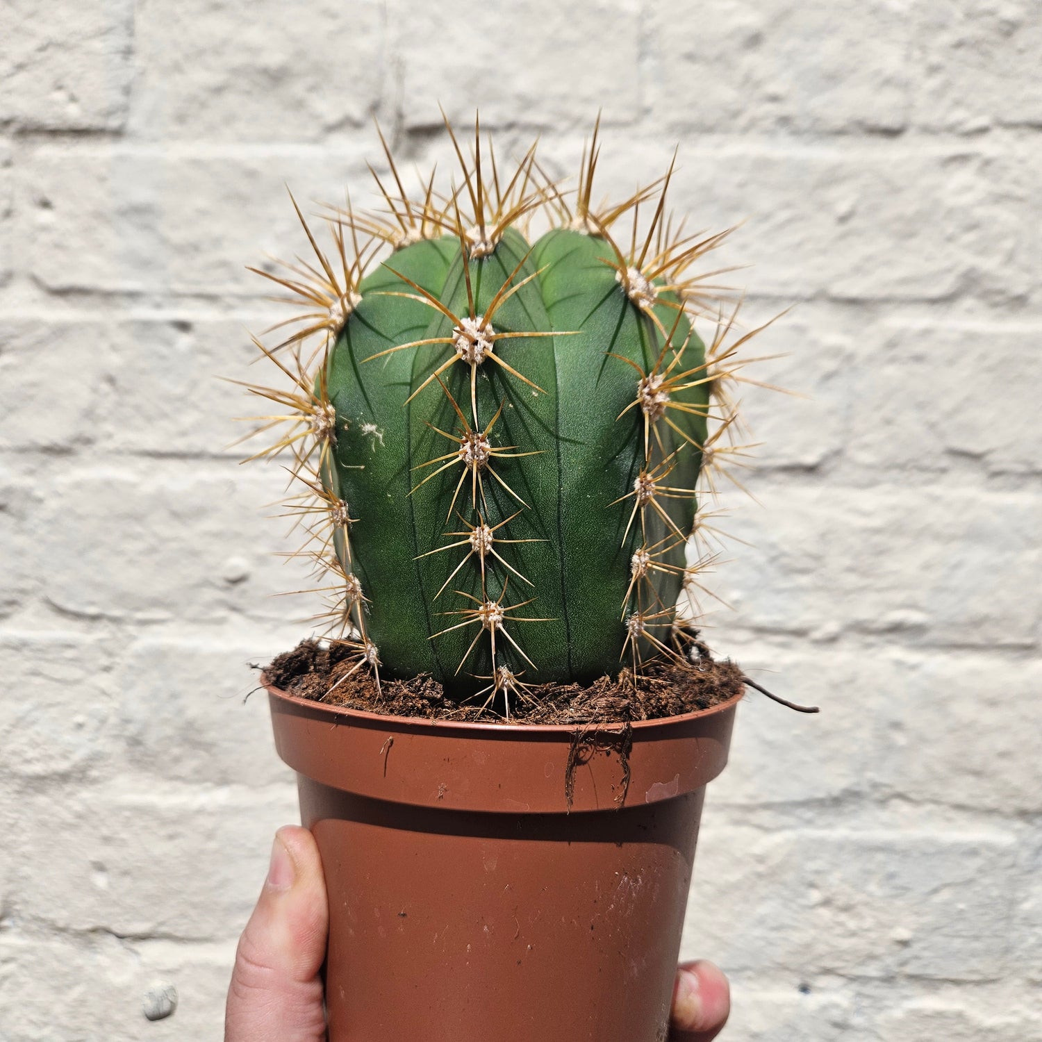 &quot;Barrel&quot; Cactus Varieties (Mixed cacti varieties in 12cm pot)