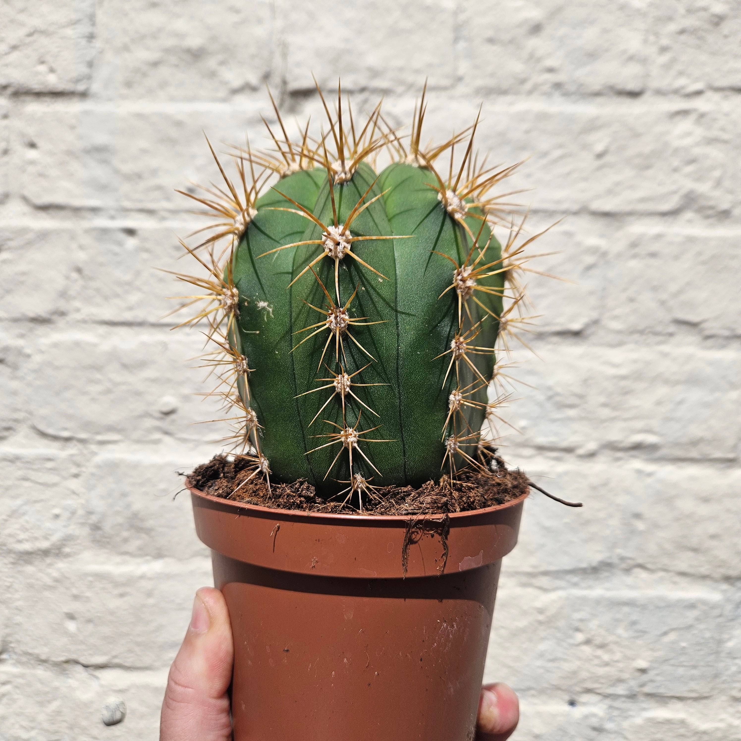 &quot;Barrel&quot; Cactus Varieties (Mixed cacti varieties in 12cm pot)