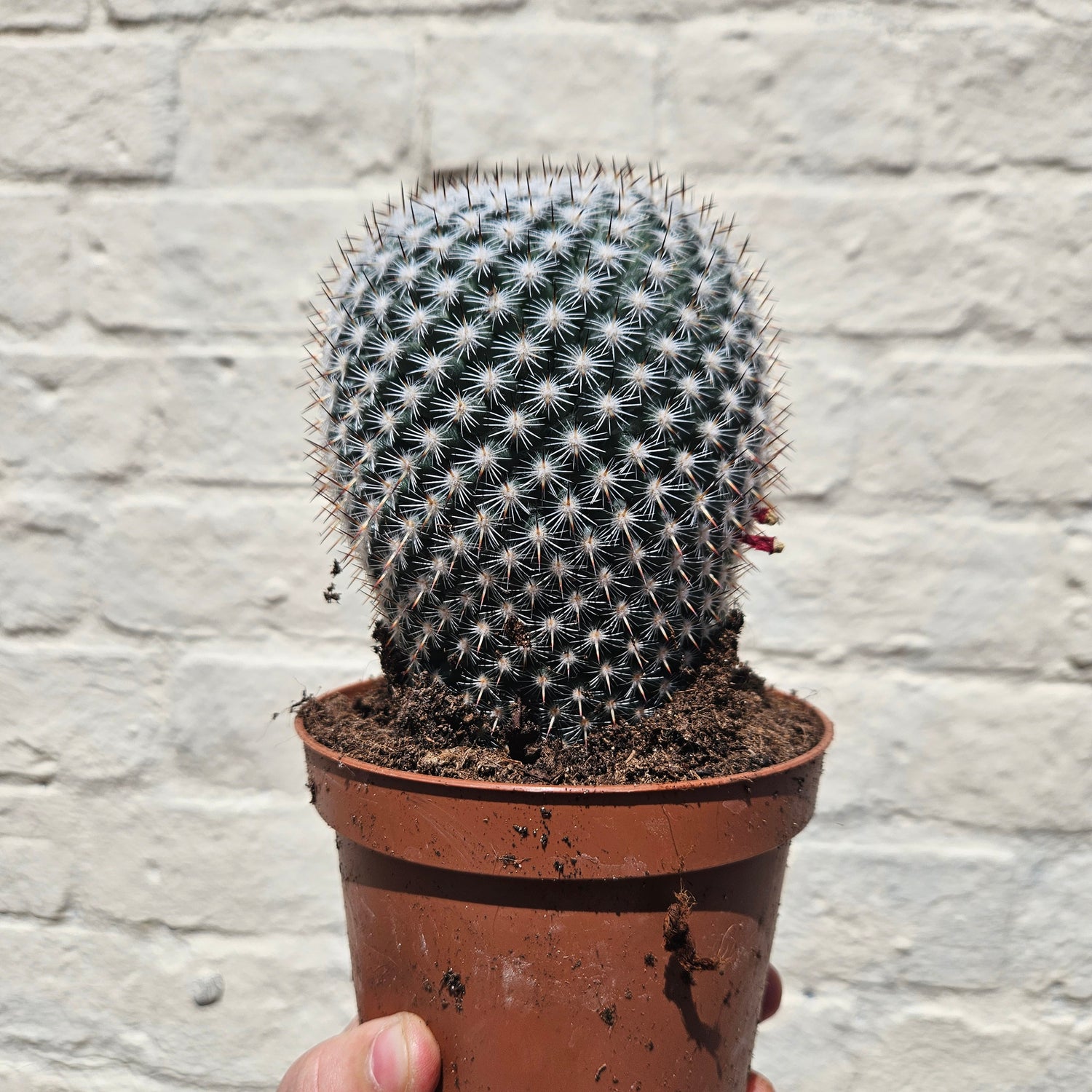 &quot;Barrel&quot; Cactus Varieties (Mixed cacti varieties in 12cm pot)