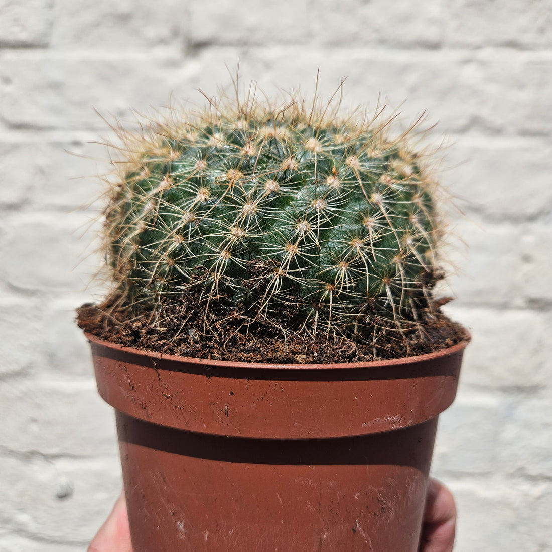 &quot;Barrel&quot; Cactus Varieties (Mixed cacti varieties in 12cm pot)