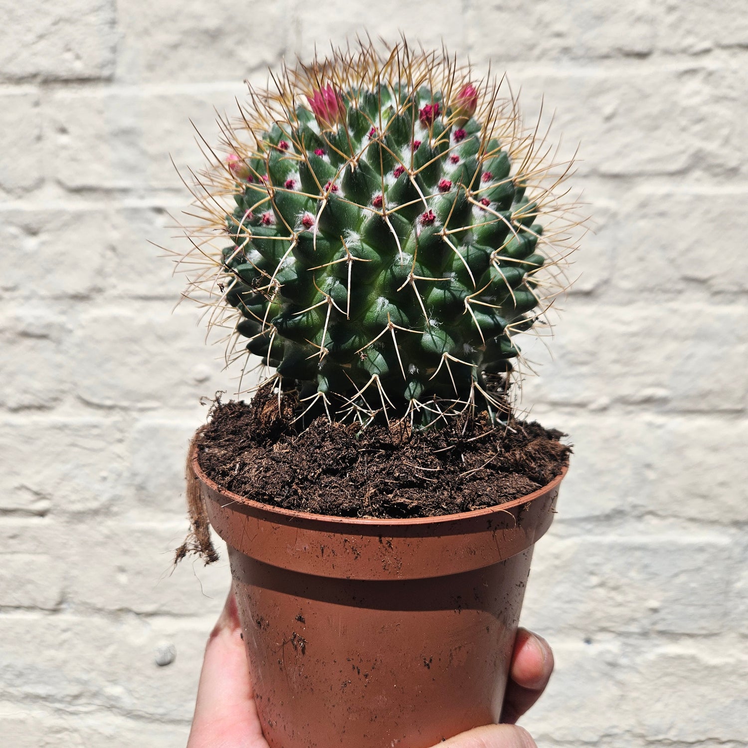 &quot;Barrel&quot; Cactus Varieties (Mixed cacti varieties in 12cm pot)