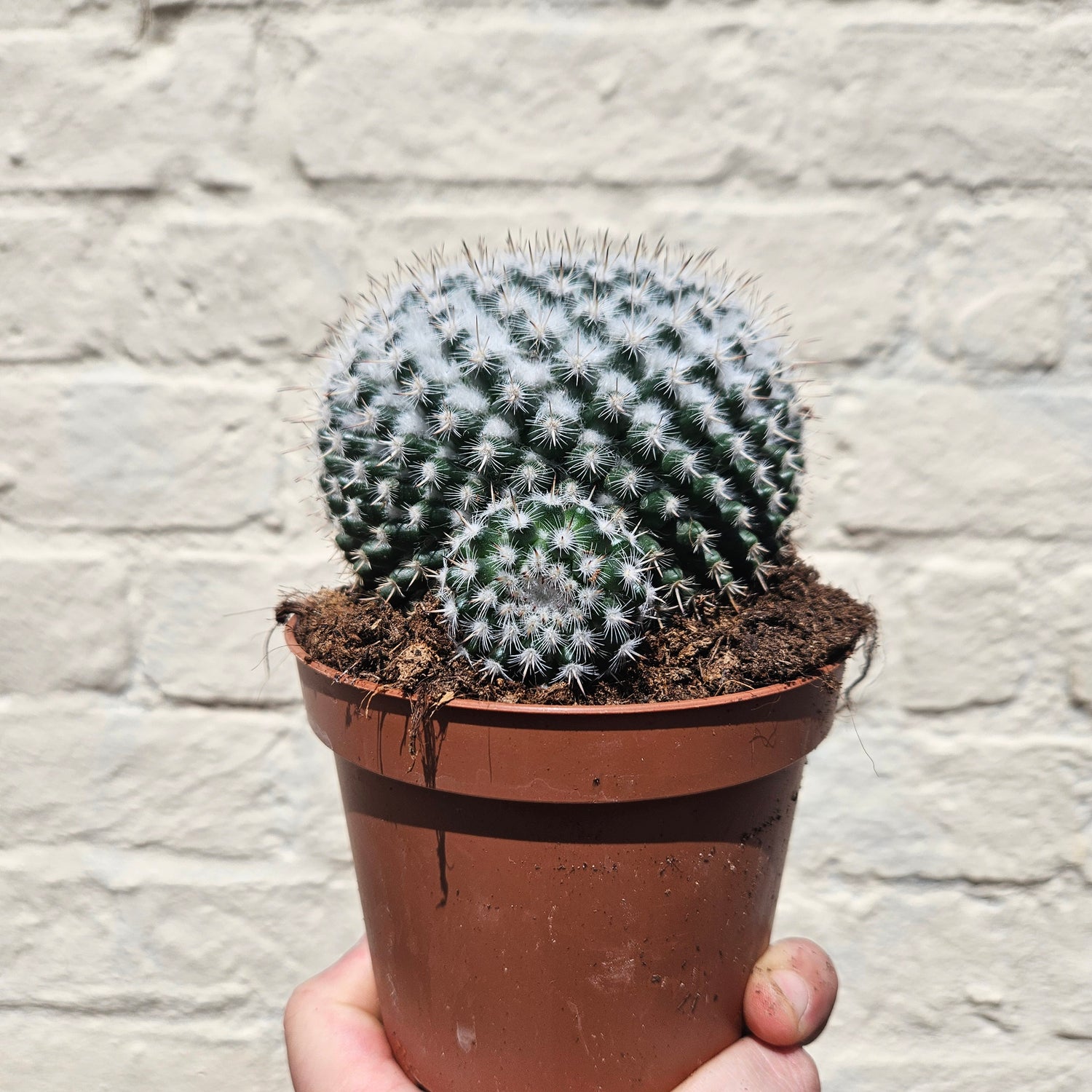 &quot;Barrel&quot; Cactus Varieties (Mixed cacti varieties in 12cm pot)