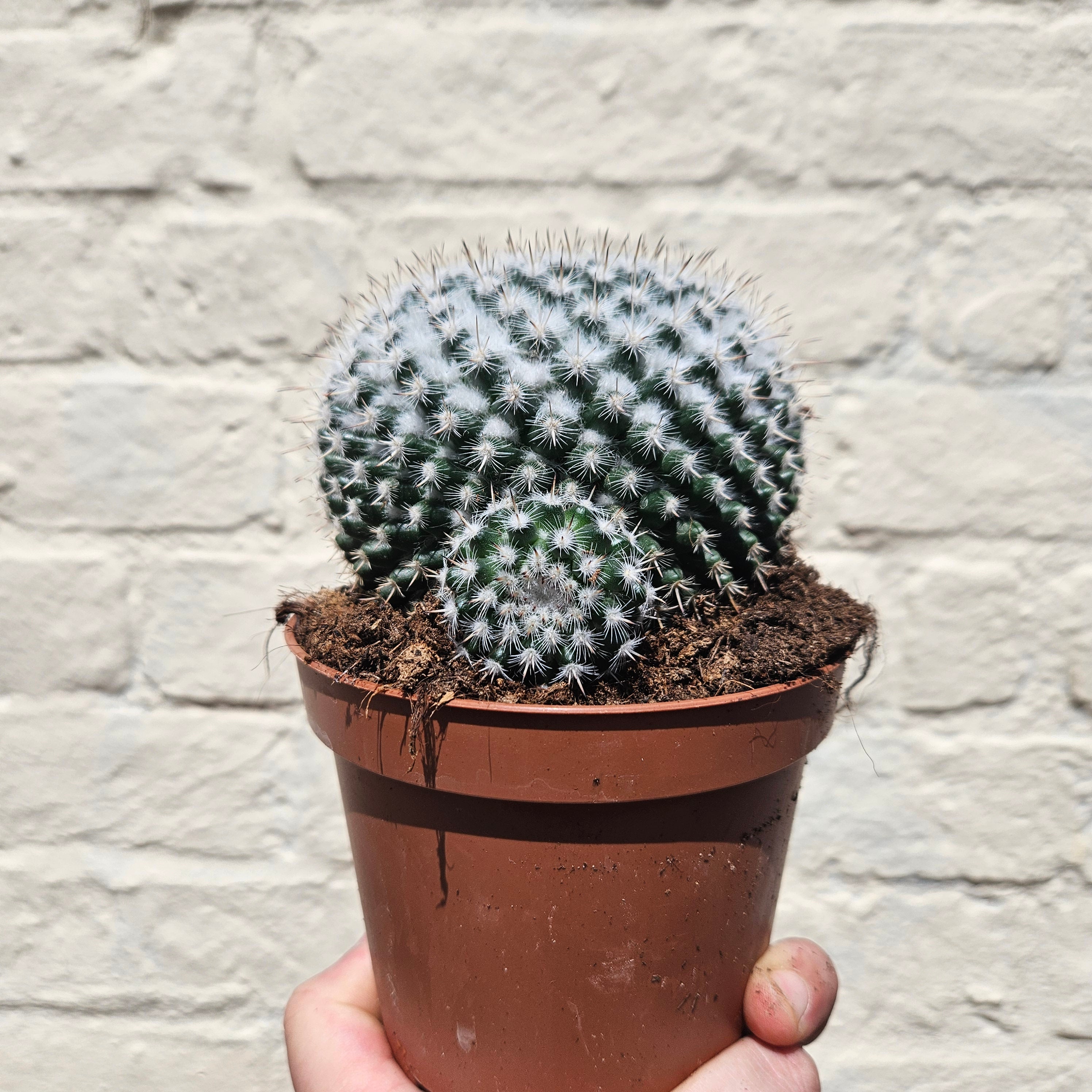 &quot;Barrel&quot; Cactus Varieties (Mixed cacti varieties in 12cm pot)