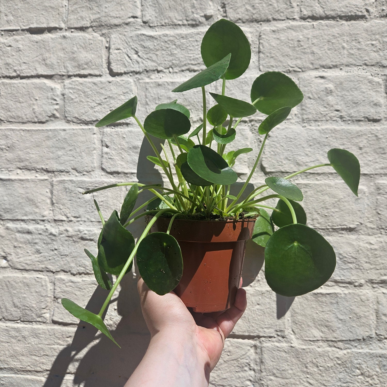 Pilea peperomoides (Chinese Money Plant) Various sizes