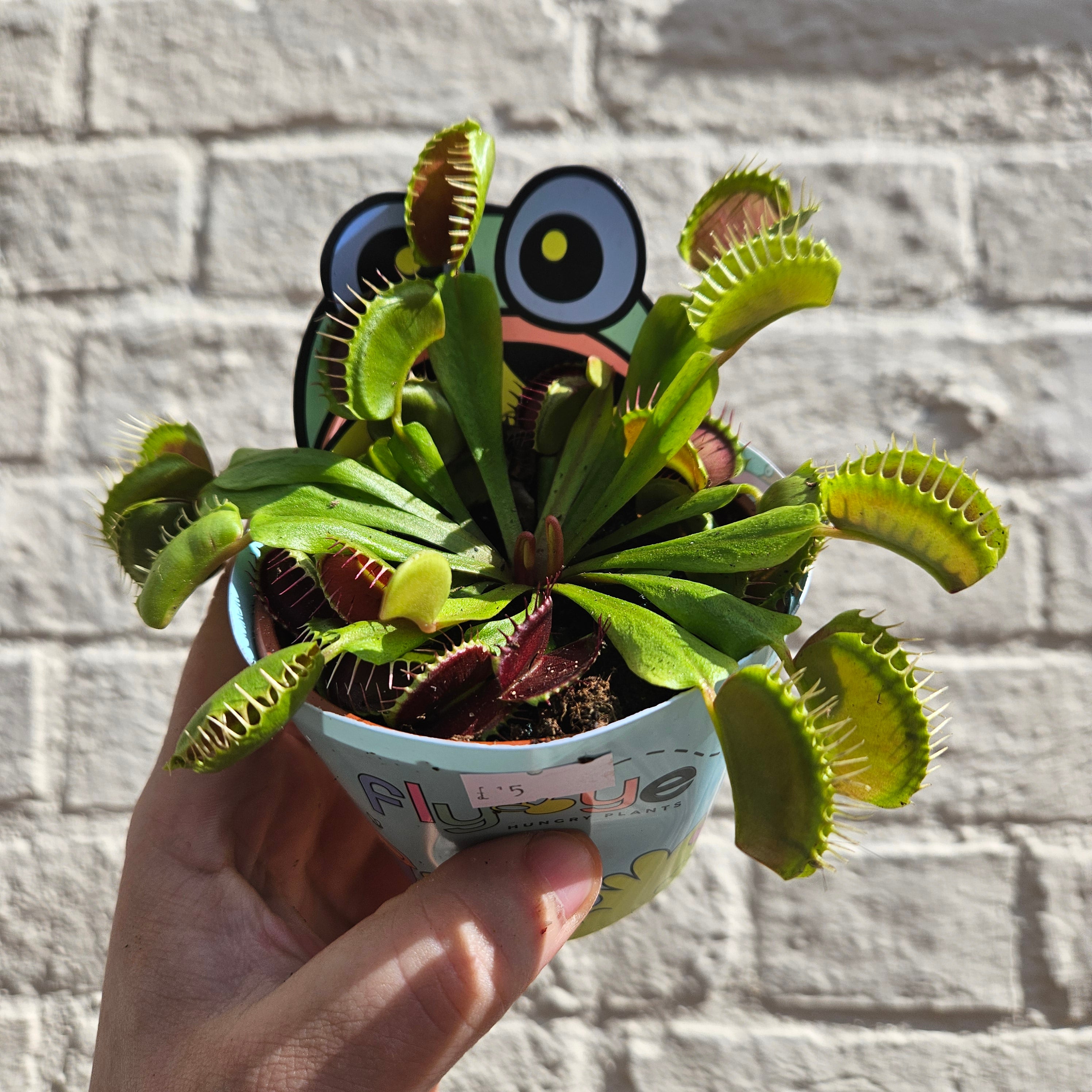 Carnivorous Plants ( 4 Different Varieties)