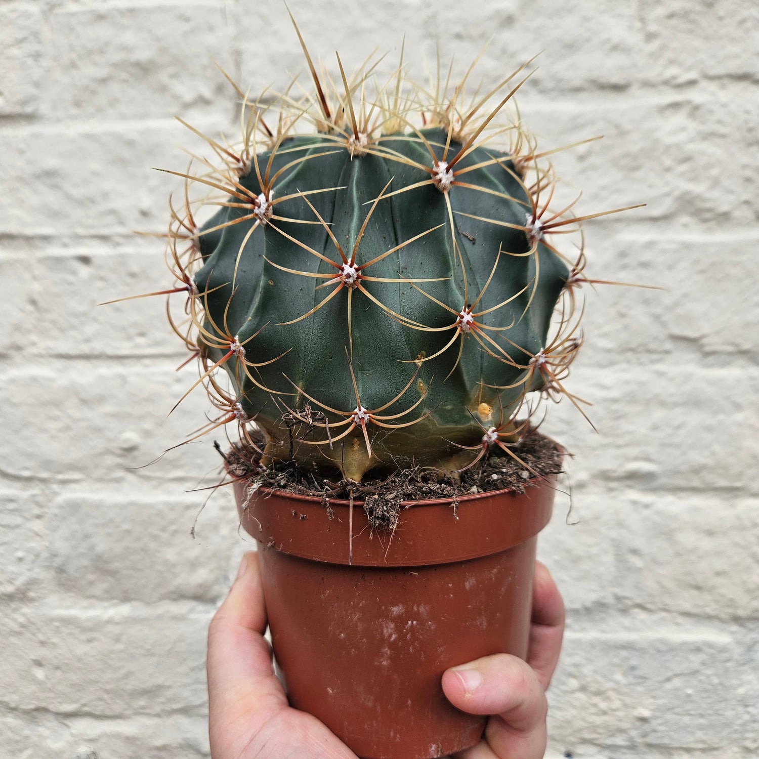 &quot;Barrel&quot; Cactus Varieties (Mixed cacti varieties in 12cm pot)