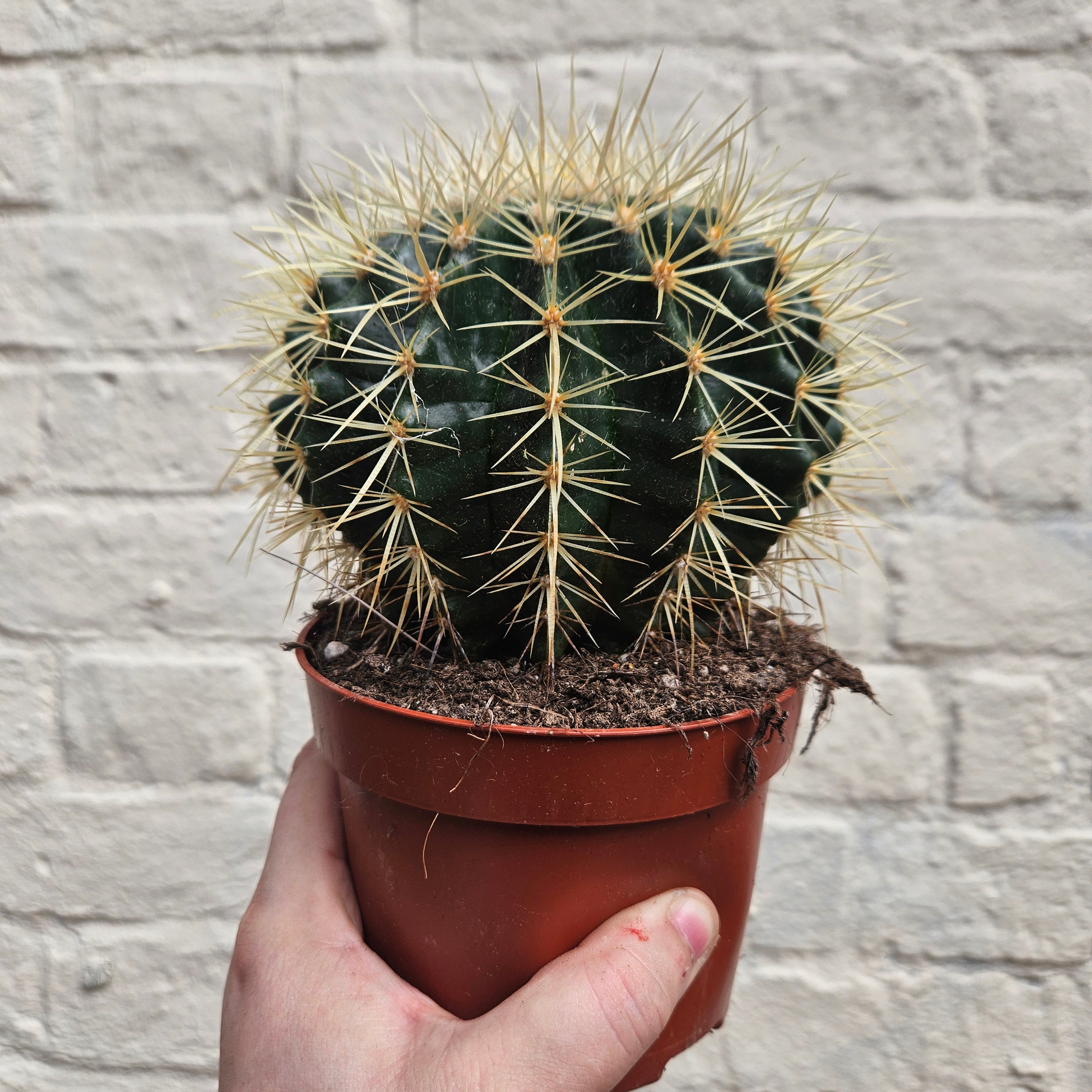 &quot;Barrel&quot; Cactus Varieties (Mixed cacti varieties in 12cm pot)