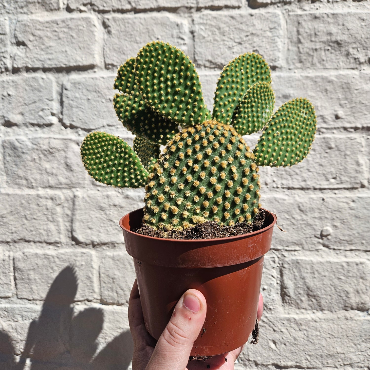 Opuntia Microdasys  (Bunny ear/ Angel wing cactus)