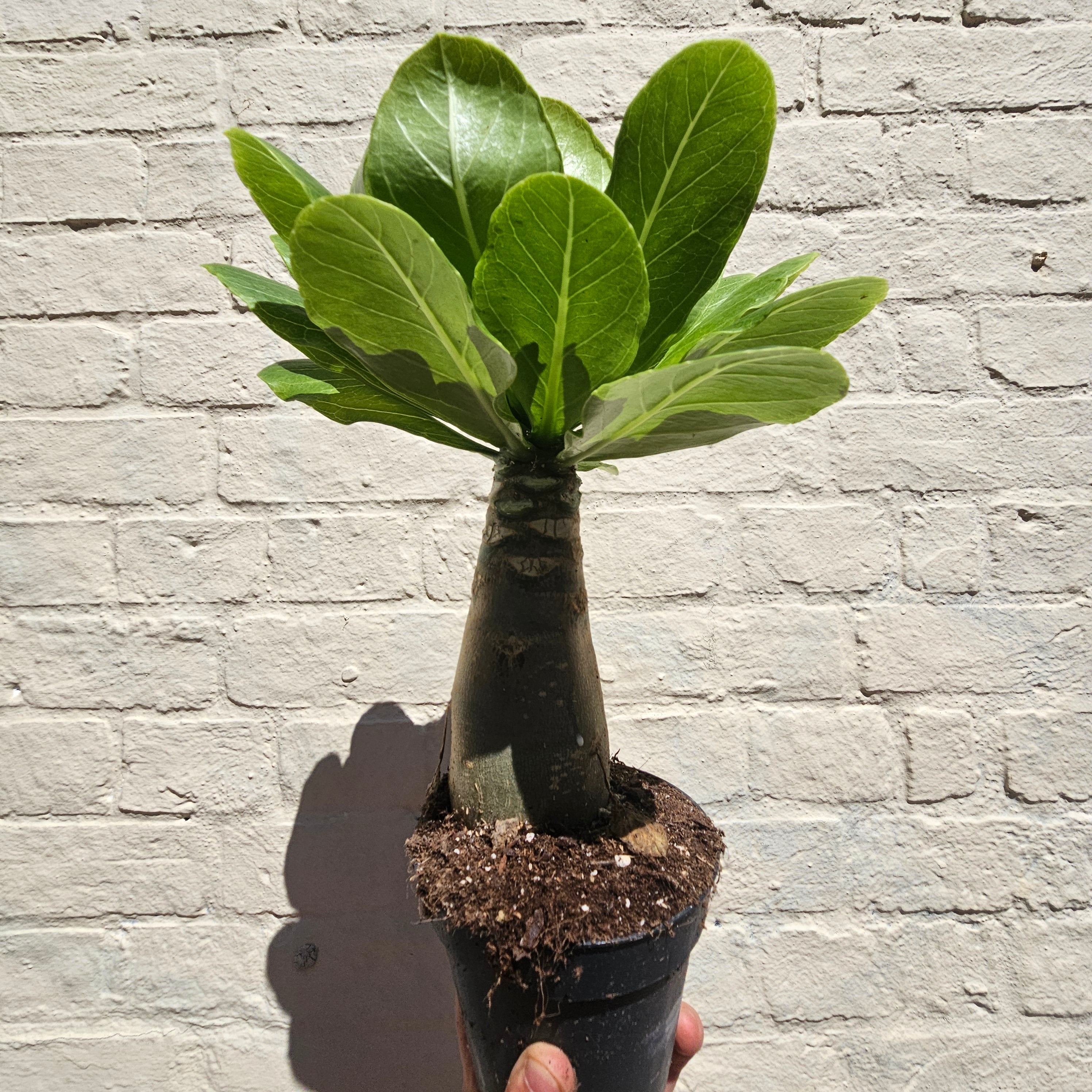 Brighamia insignis (Hawaiian palm / Lettuce on a Stick)