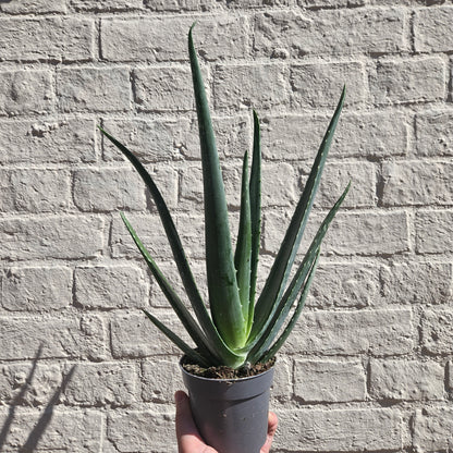 Aloe vera (Succulent plant)