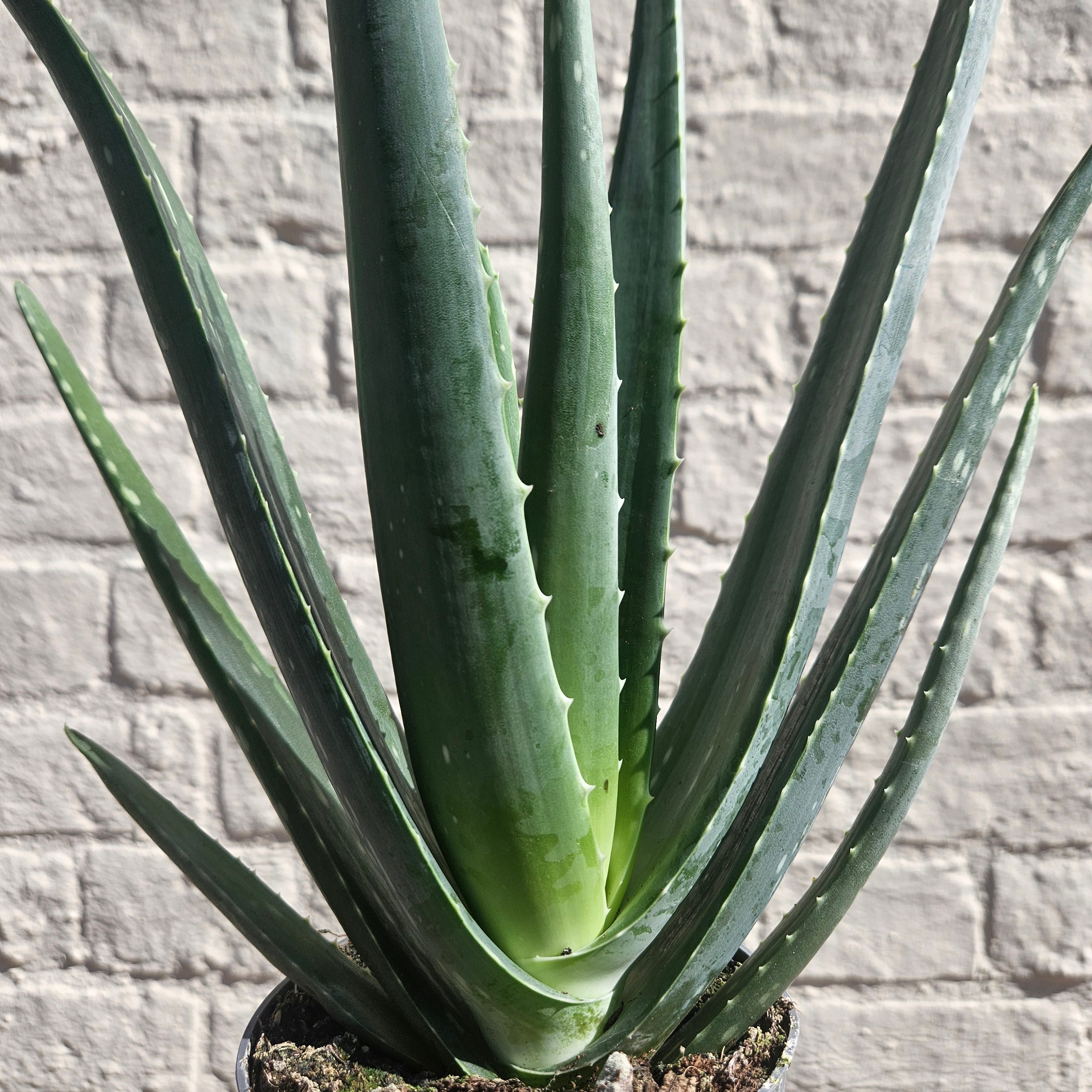 Aloe vera (Succulent plant)