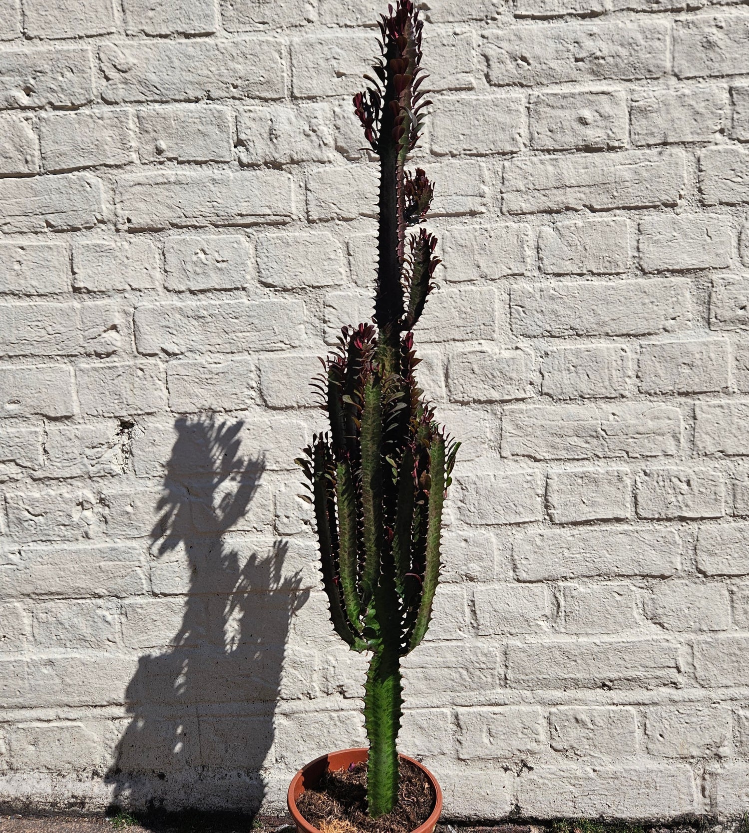 Euphorbia trigona &