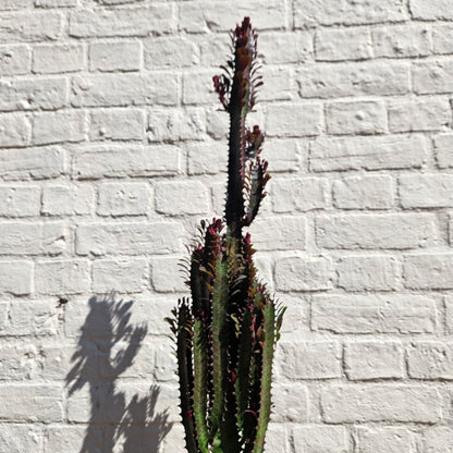 Euphorbia trigona &