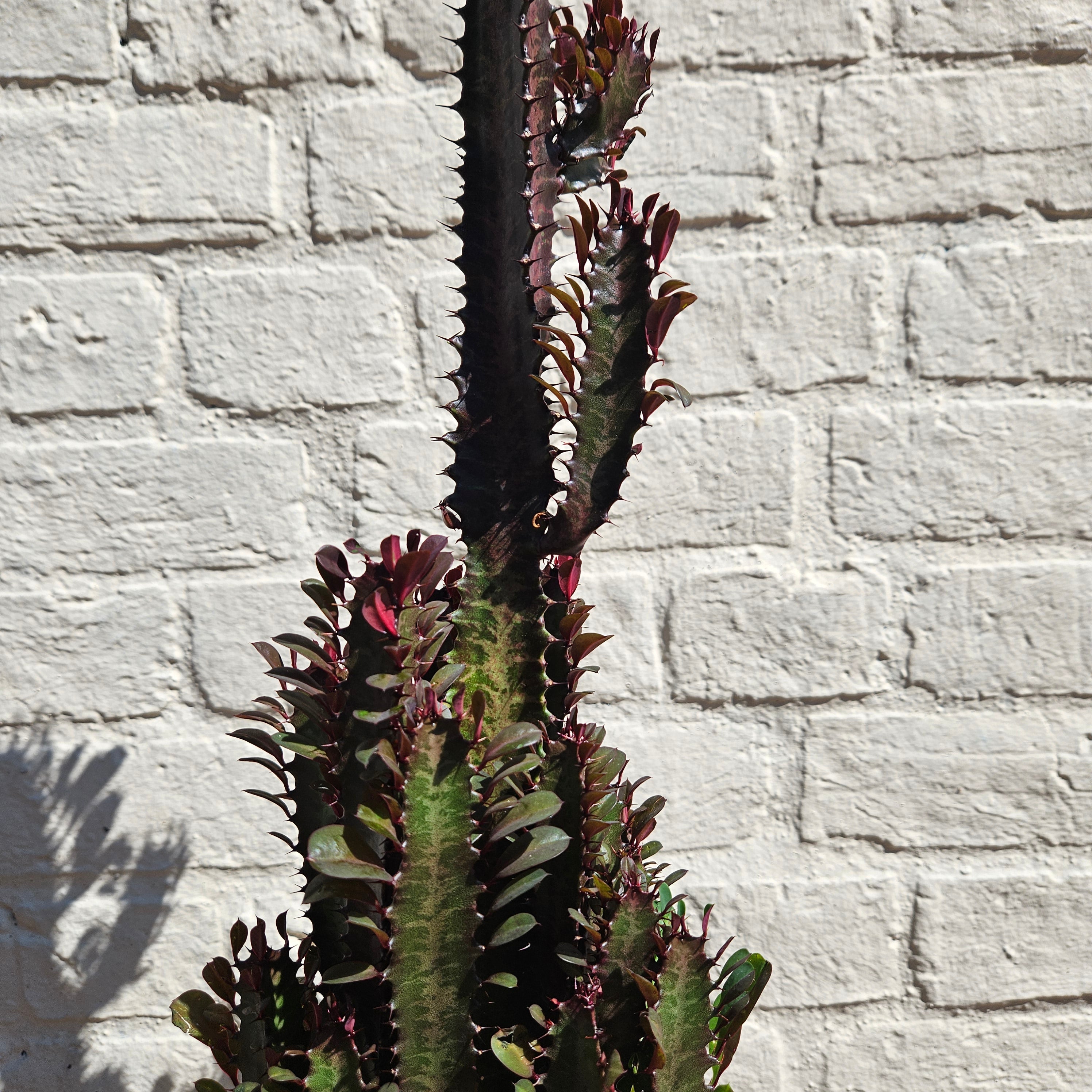 Euphorbia trigona &