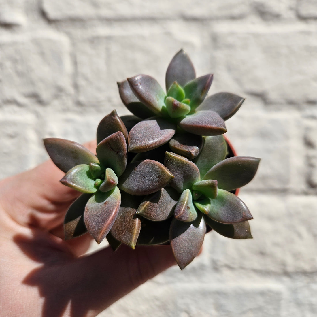 Sedum (Various Varieties)