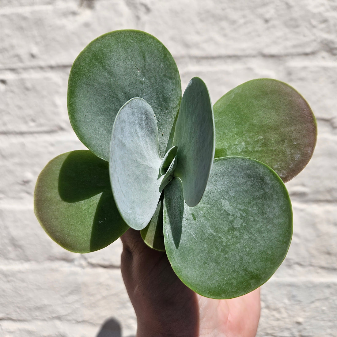 Kalanchoe thyrsiflora &