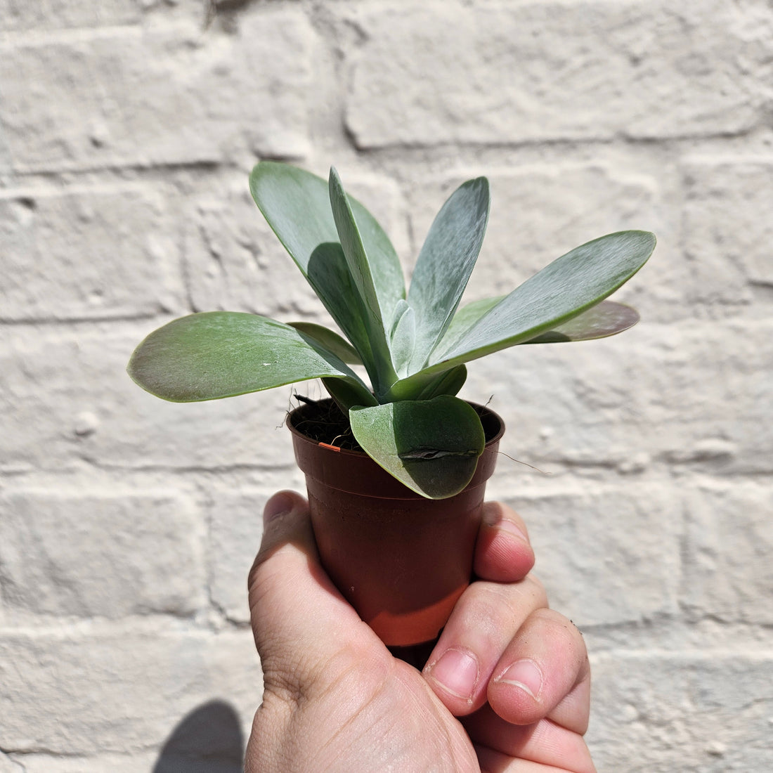 Kalanchoe thyrsiflora &