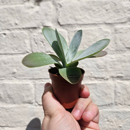 Kalanchoe Thyriflora &