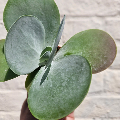 Kalanchoe Thyriflora &