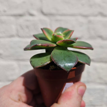 Aeonium tricolour (Tree House Leek)