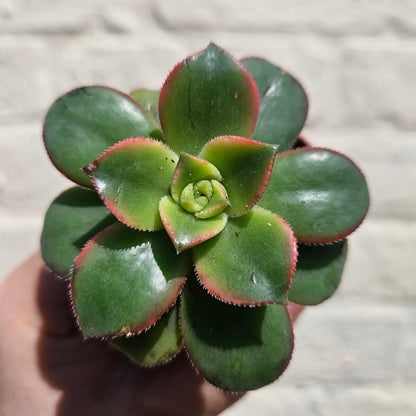 Aeonium tricolour (Tree House Leek)