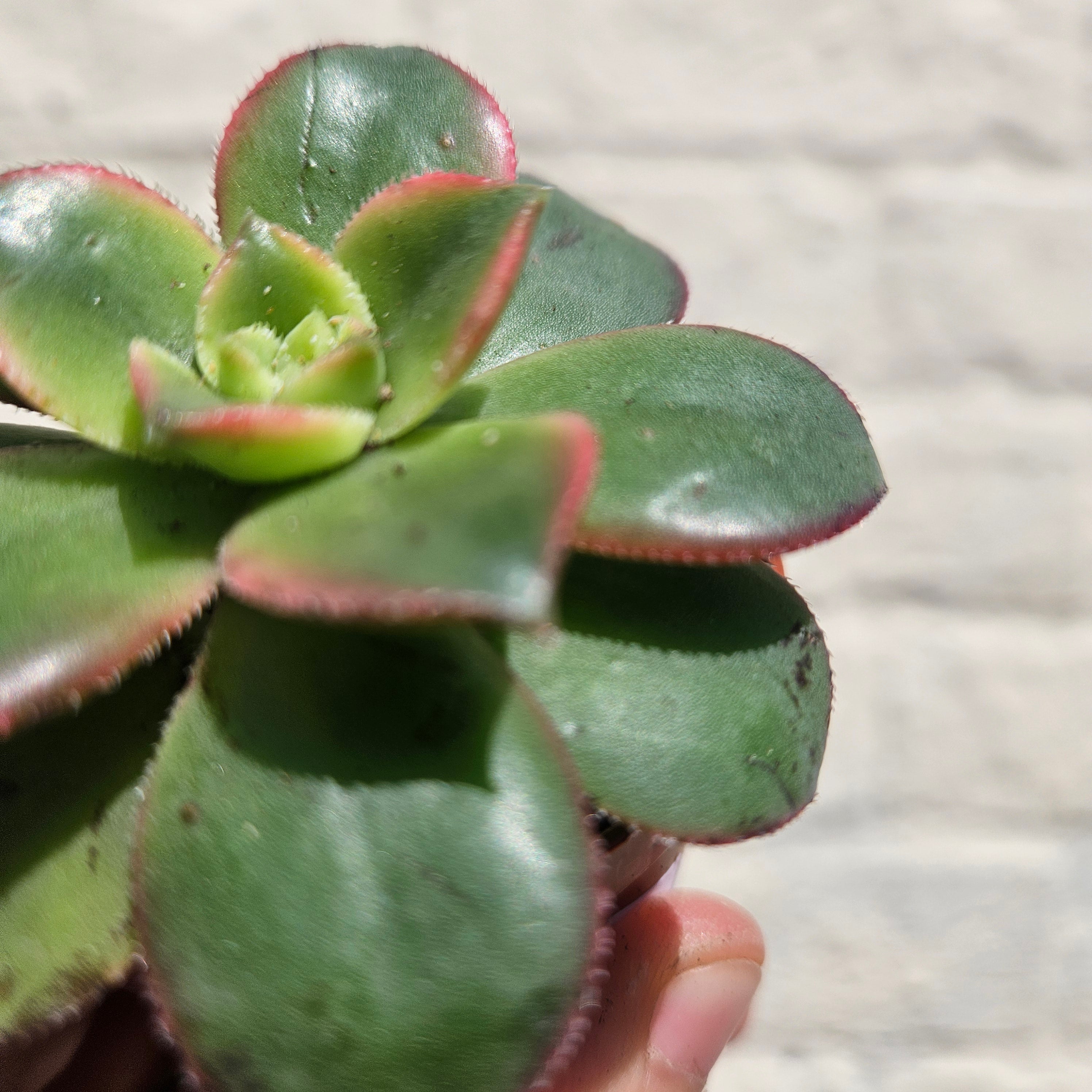 Aeonium tricolour (Tree House Leek)