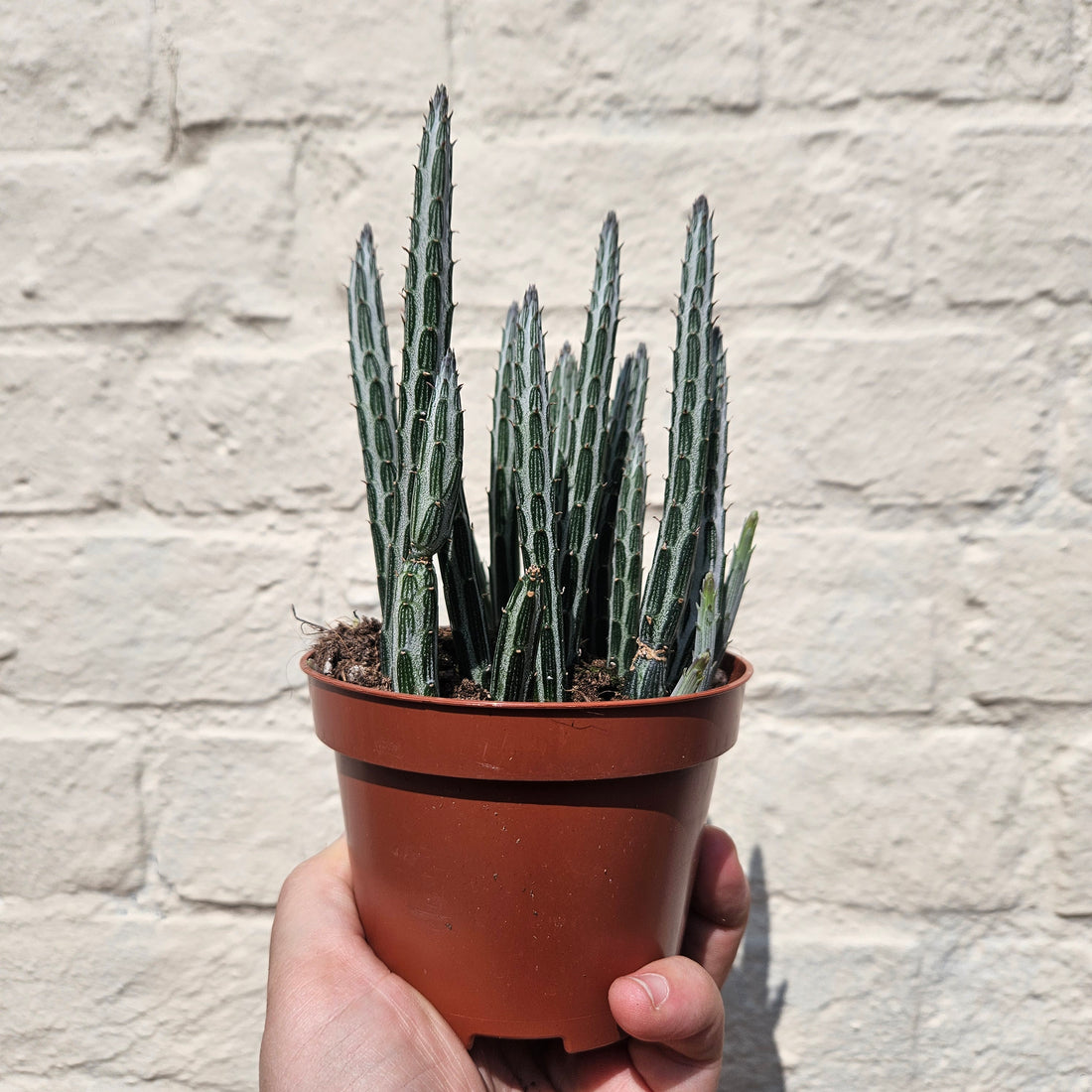 Kleinia stapeliiformis syn. Senecio stapeliiformis (Candle stick plant)