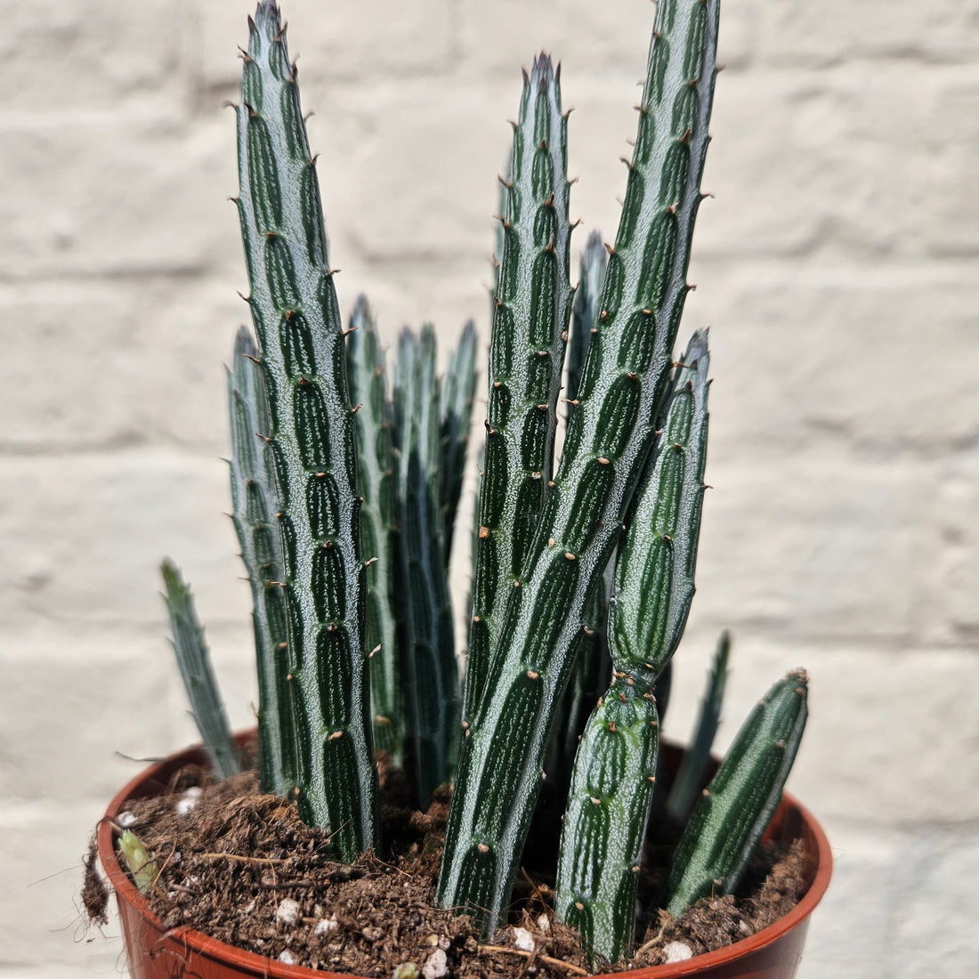 Kleinia stapeliiformis syn. Senecio stapeliiformis (Candle stick plant)