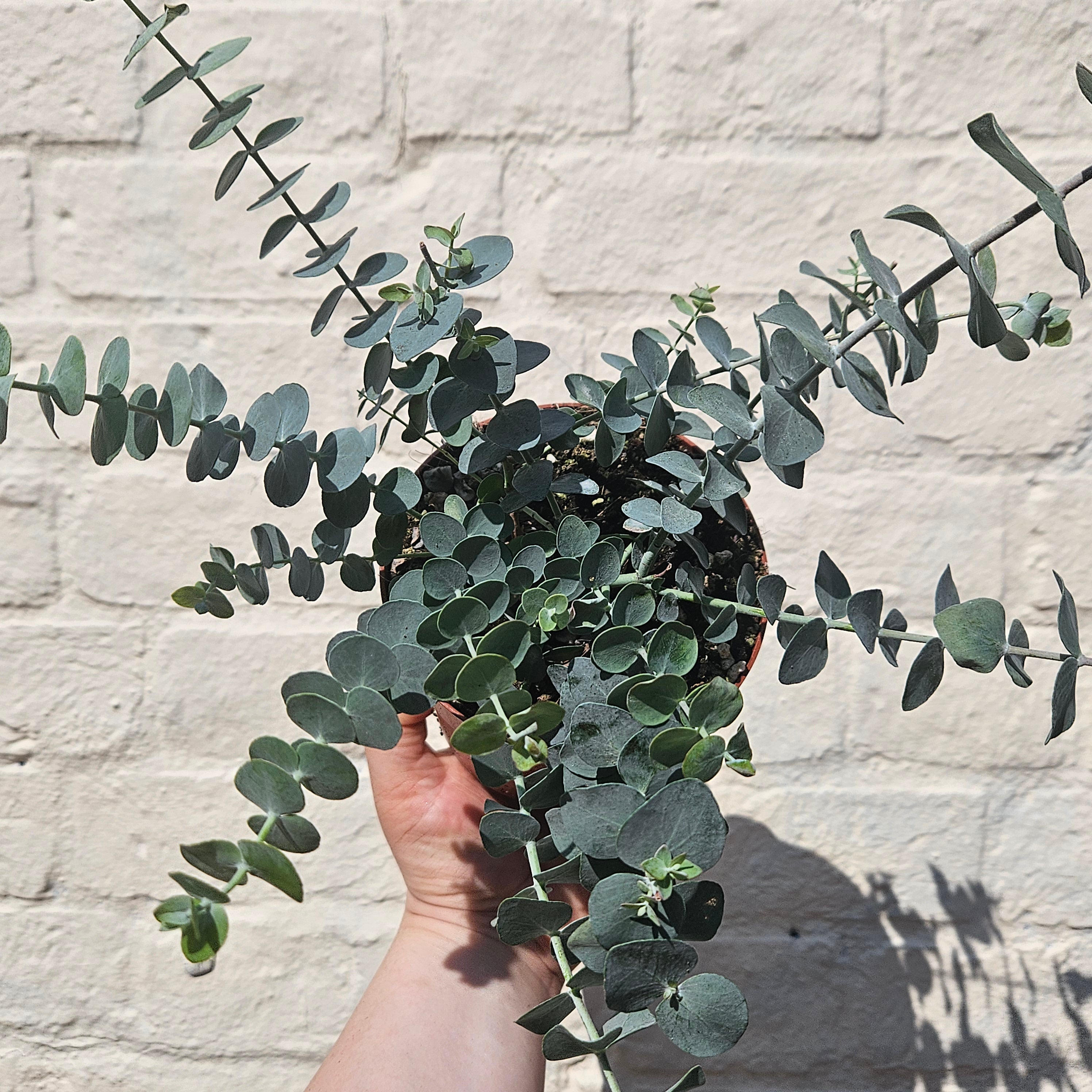 Eucalyptus cinerea &