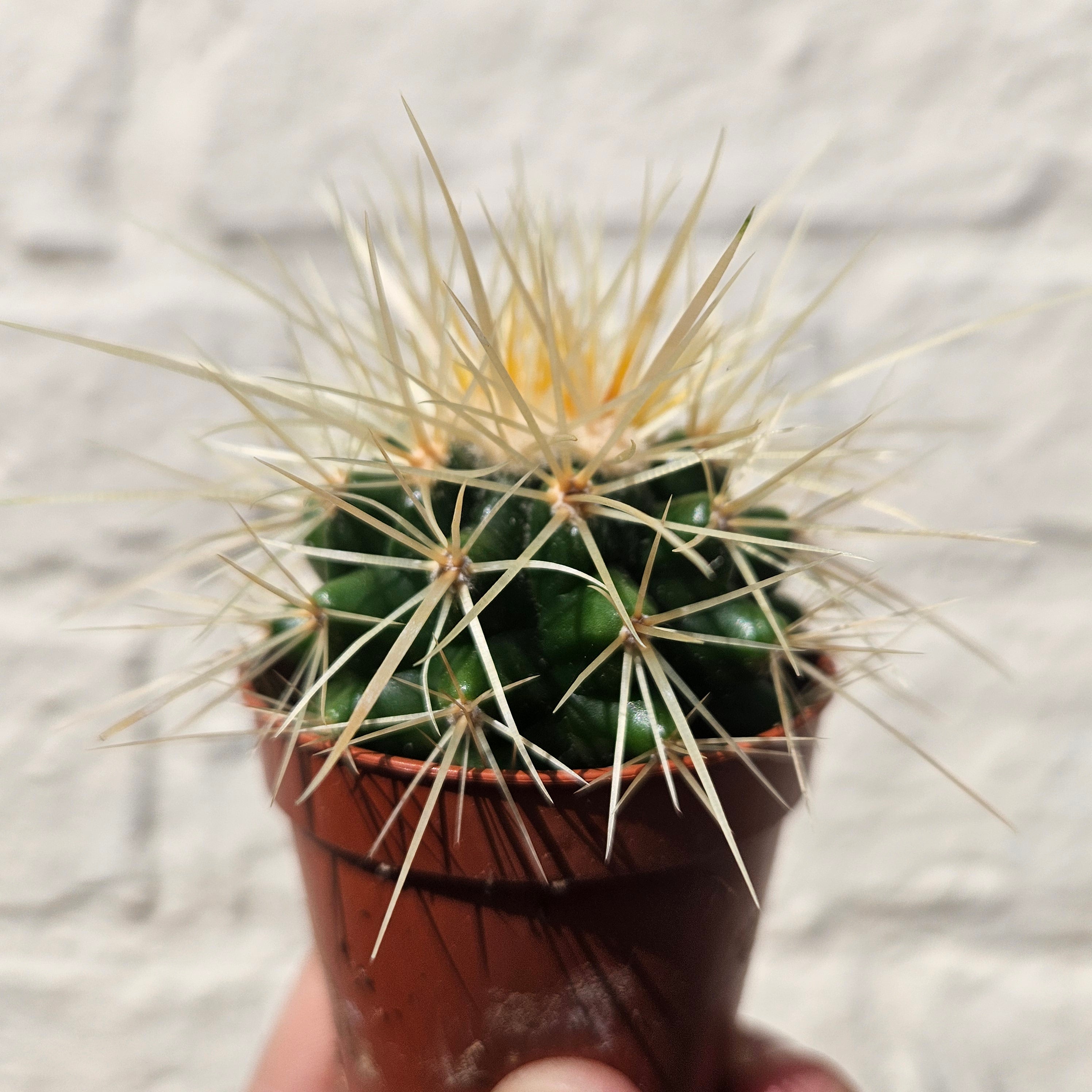 Echinocactus grusonii &