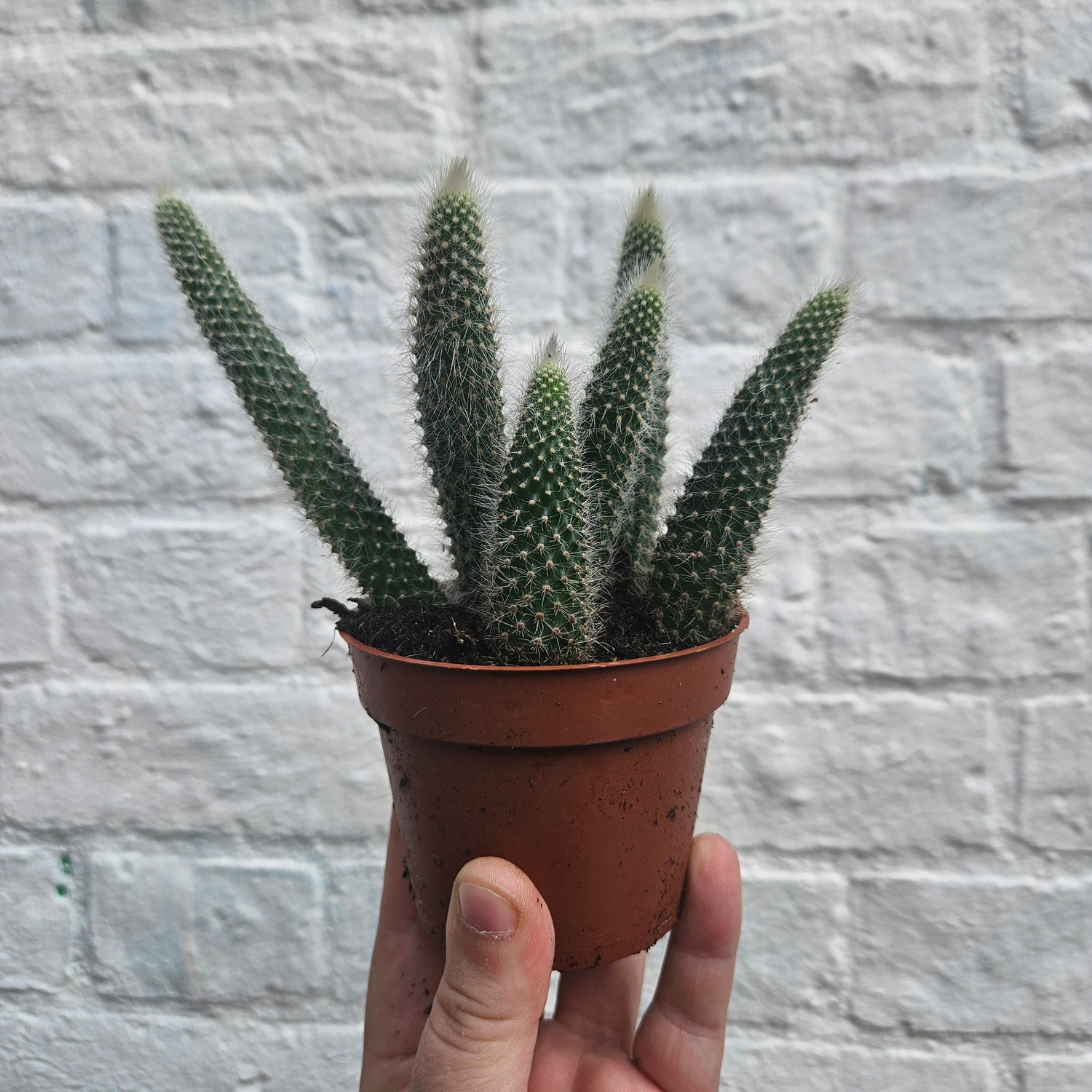 Cleistocactus colademononis syn. Hildewinteria colademononis (Monkey Tail Cactus)