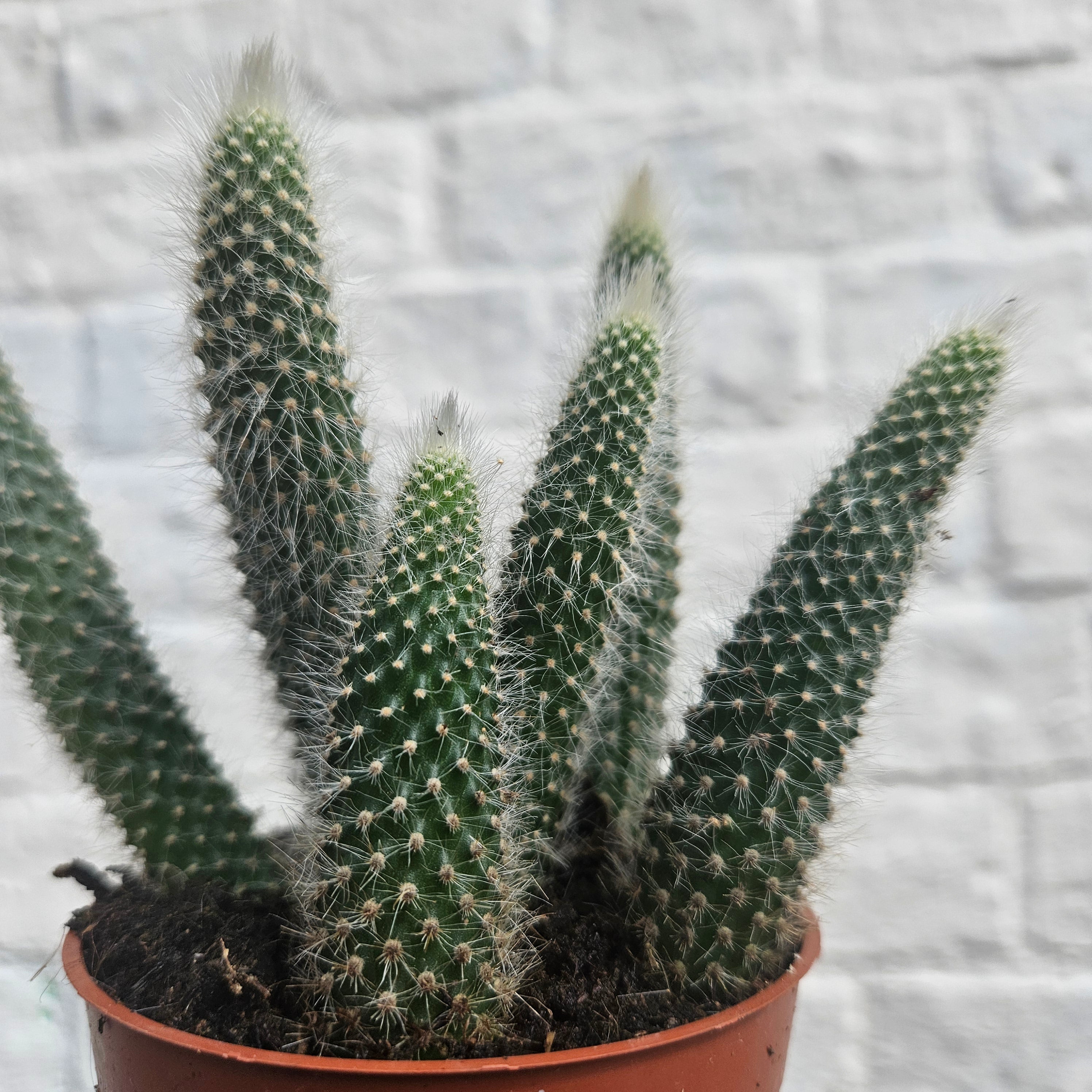 Cleistocactus colademononis syn. Hildewinteria colademononis (Monkey Tail Cactus)