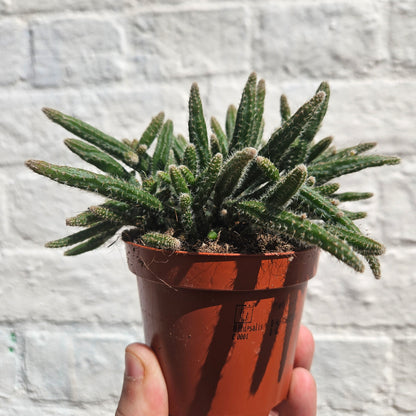 Rhipsalis baccifera ‘Horrida’ (Mouse Tail Cactus)