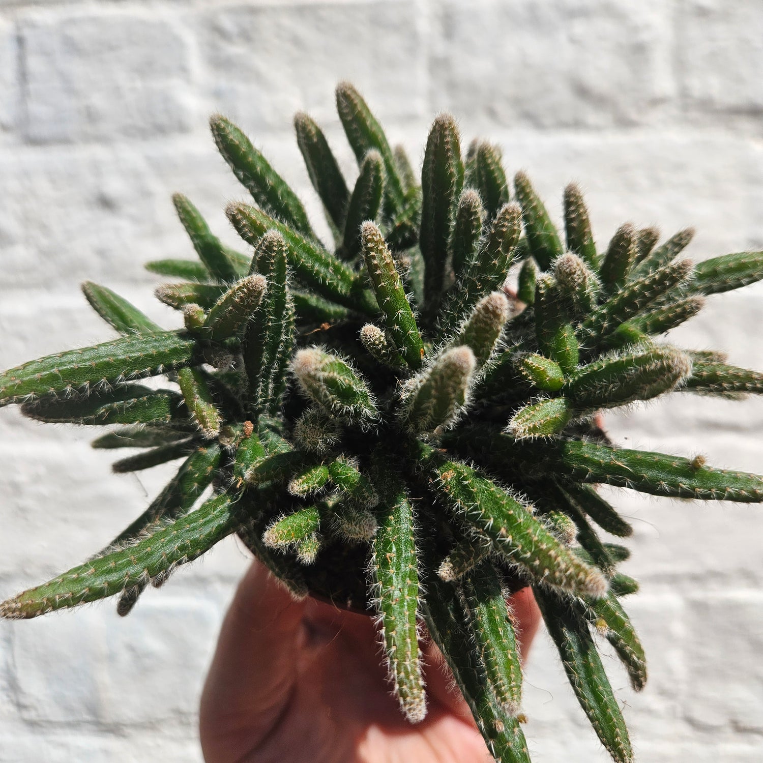 Rhipsalis baccifera ‘Horrida’ (Mouse Tail Cactus)