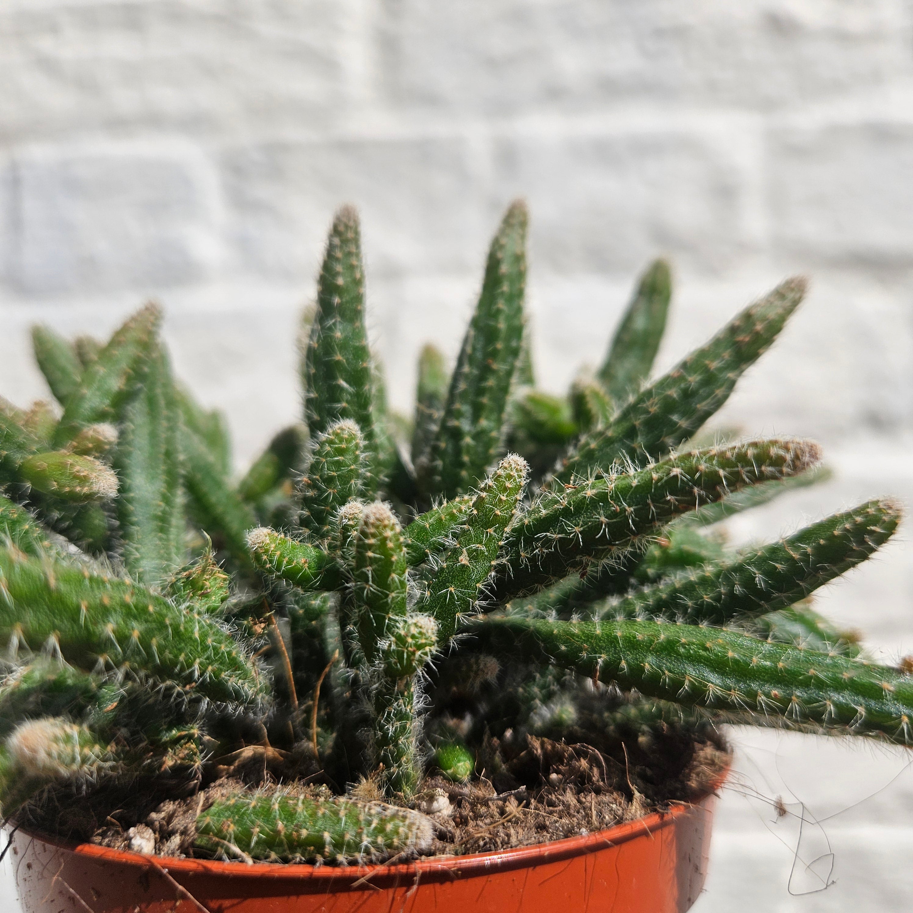 Rhipsalis baccifera ‘Horrida’ (Mouse Tail Cactus)