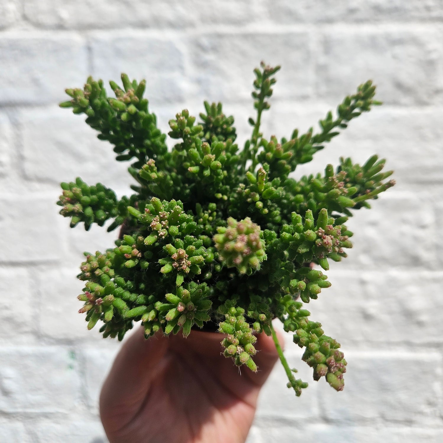 Rhipsalis mesembryanthemoides (Clumpy Mistletoe Cactus)