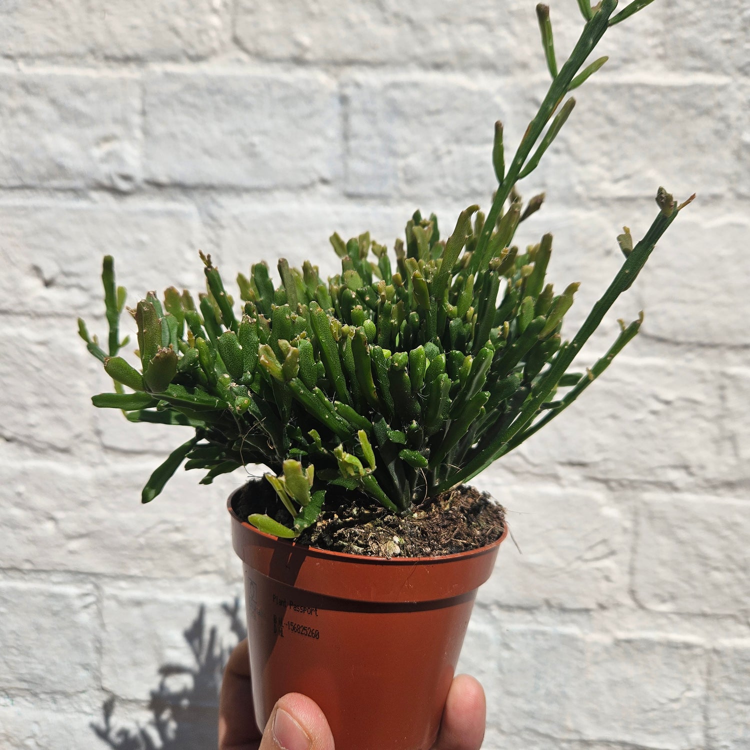 Rhipsalis ewaldiana (Mistletoe cactus)