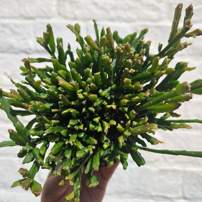 Rhipsalis ewaldiana (Mistletoe cactus)