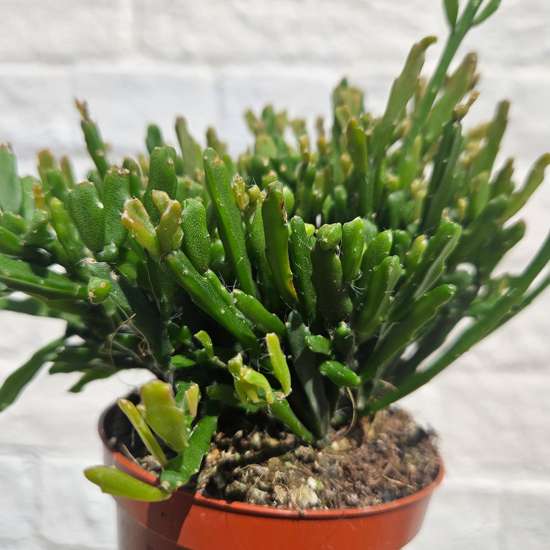 Rhipsalis ewaldiana (Mistletoe cactus)