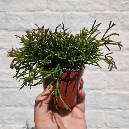 Rhipsalis (Various varieties)