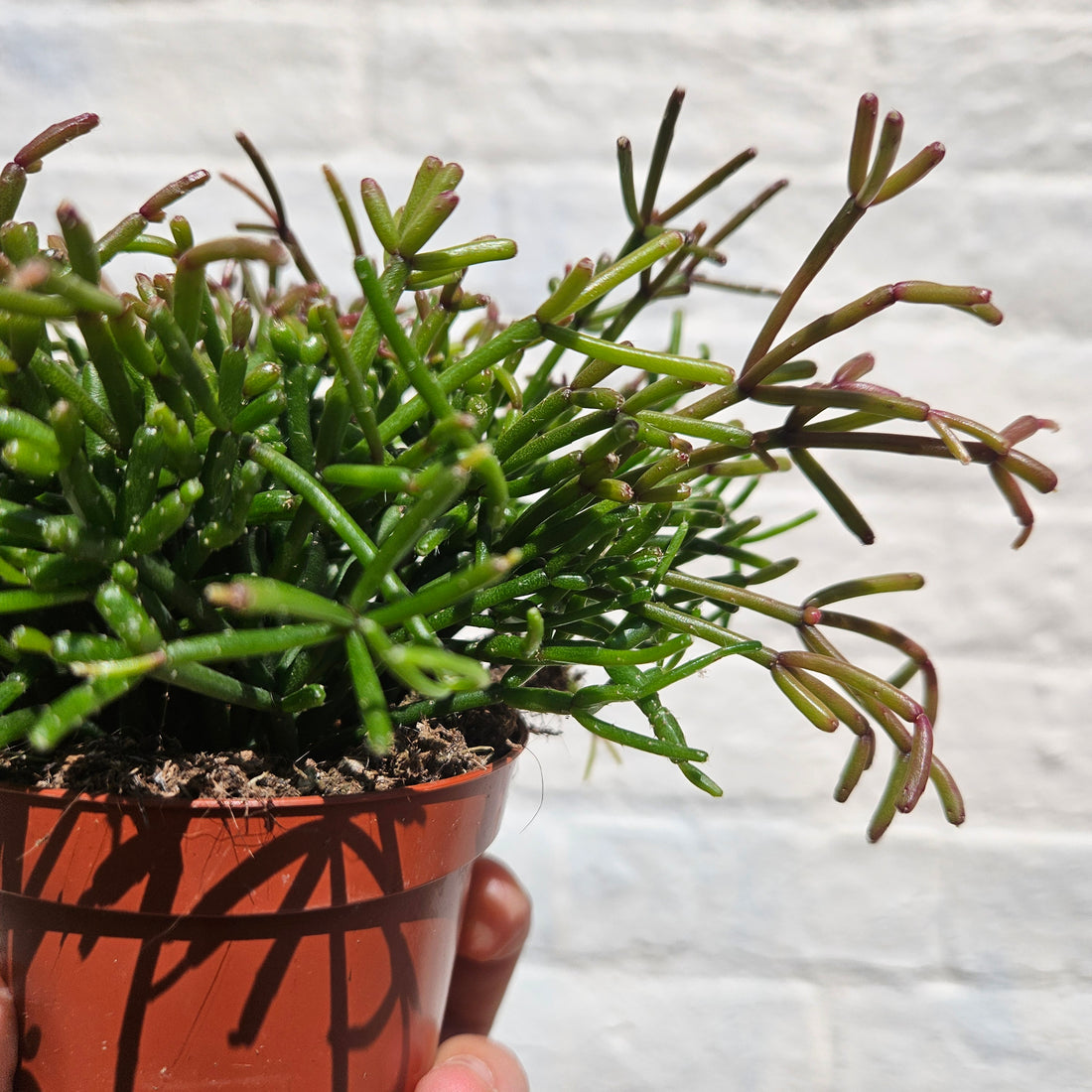 Rhipsalis (Various varieties)