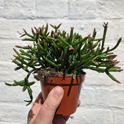 Rhipsalis (Various varieties)