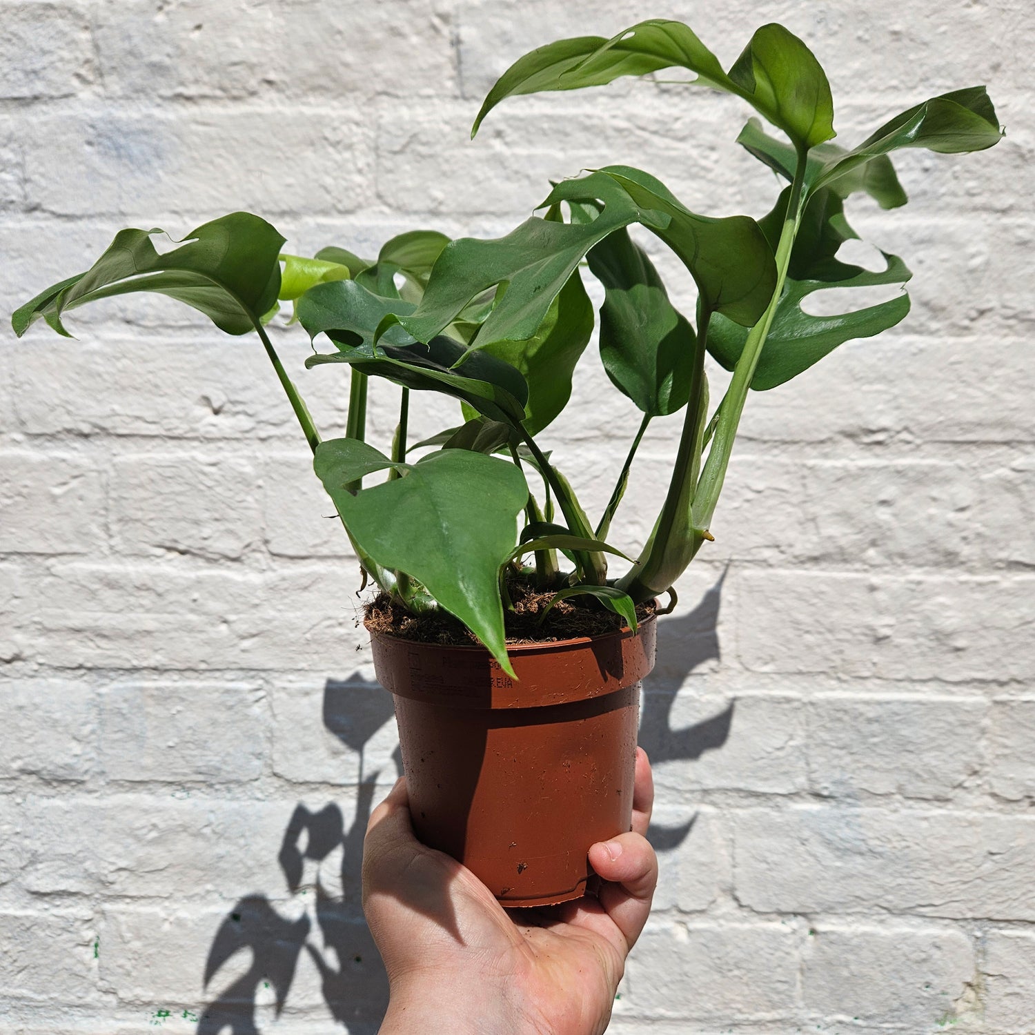 Rhaphidophora tetrasperma (Monstera Minima)