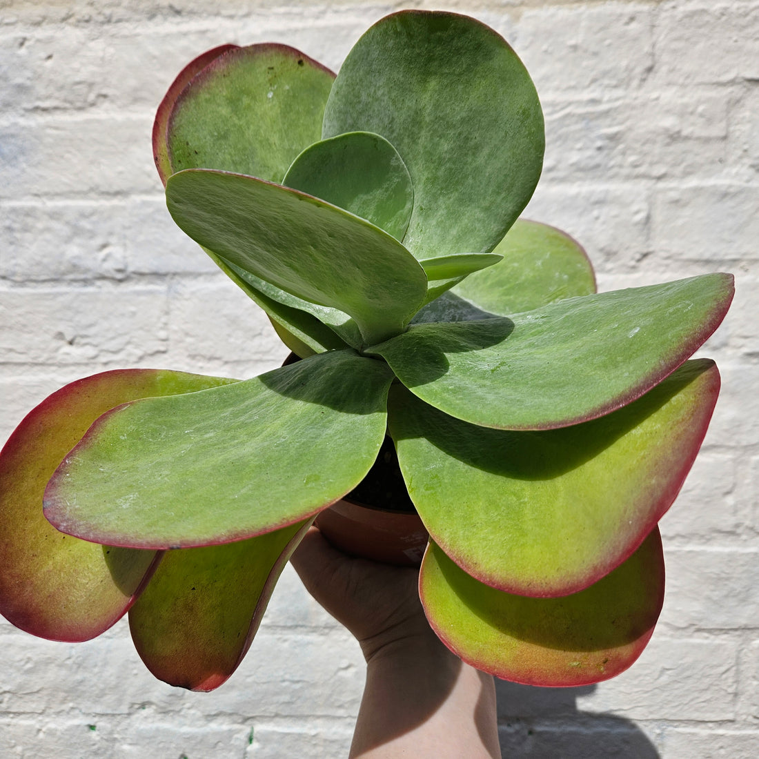 Kalanchoe thyrsiflora &