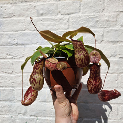 Nepenthes ‘Gaya’ (Pitcher Plant/ Monkey Jars)