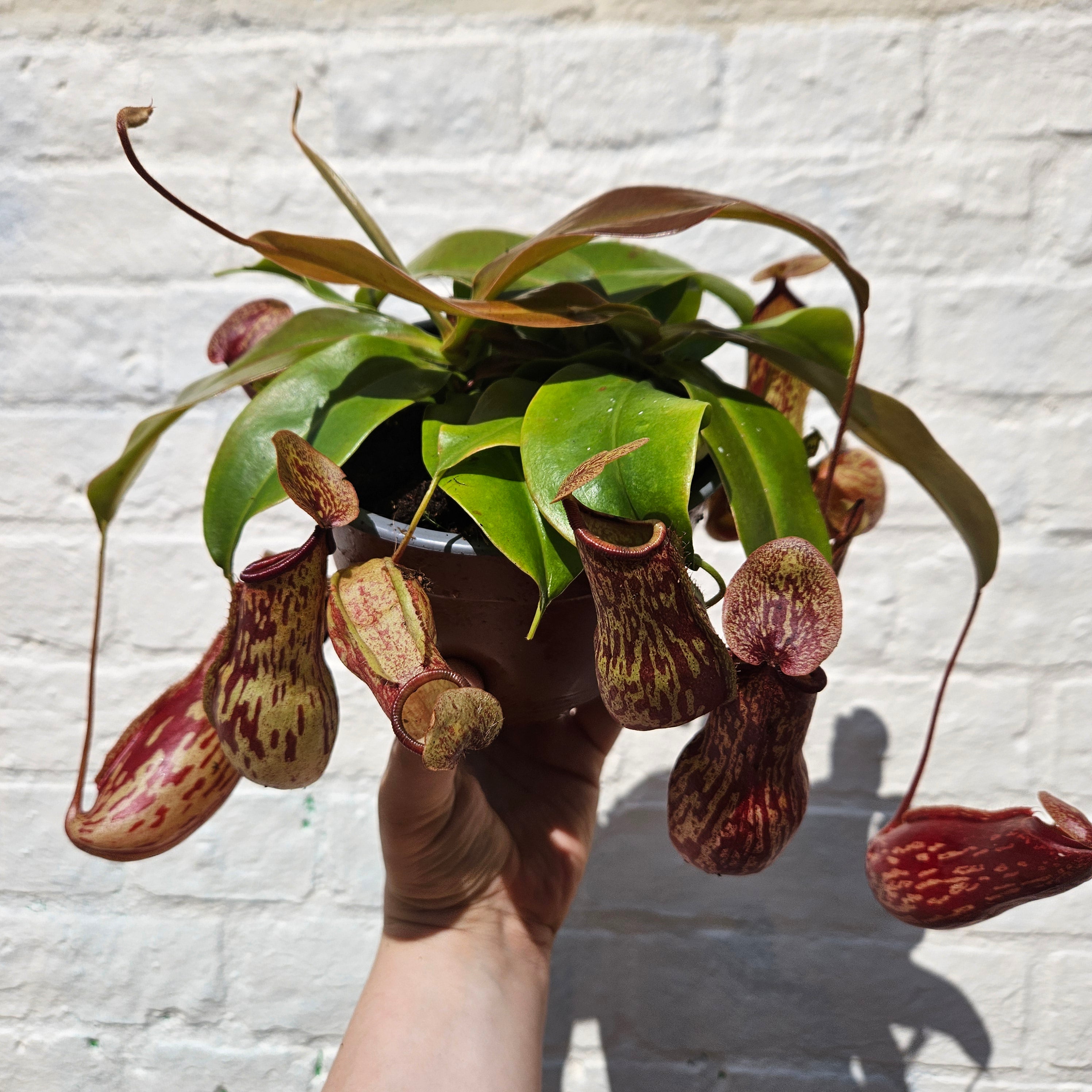 Nepenthes ‘Gaya’ (Pitcher Plant/ Monkey Jars)