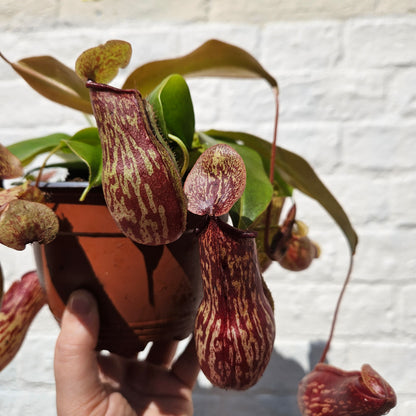 Nepenthes ‘Gaya’ (Pitcher Plant/ Monkey Jars)