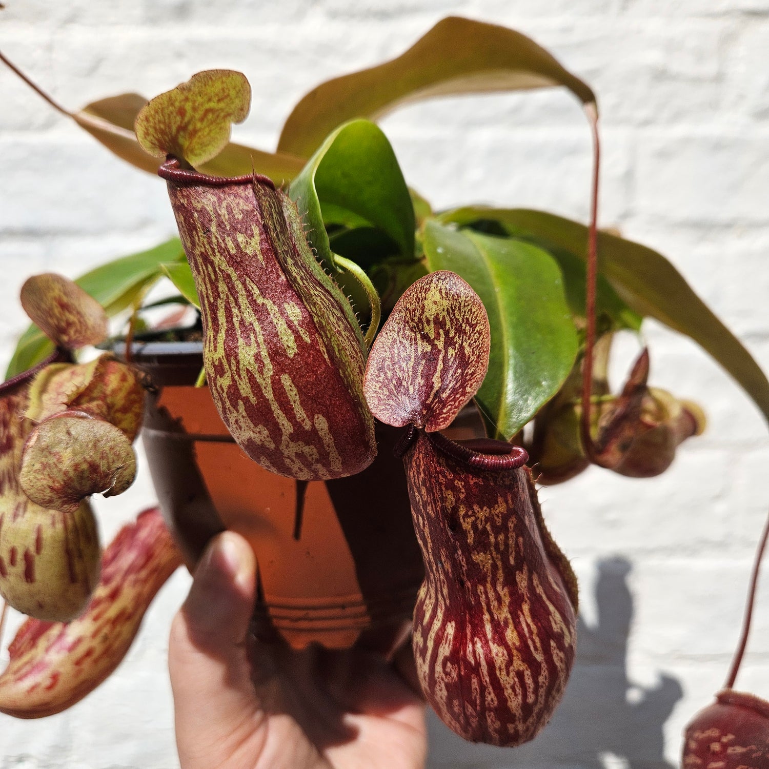 Nepenthes ‘Gaya’ (Pitcher Plant/ Monkey Jars)