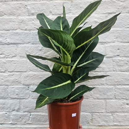 Dieffenbachia &