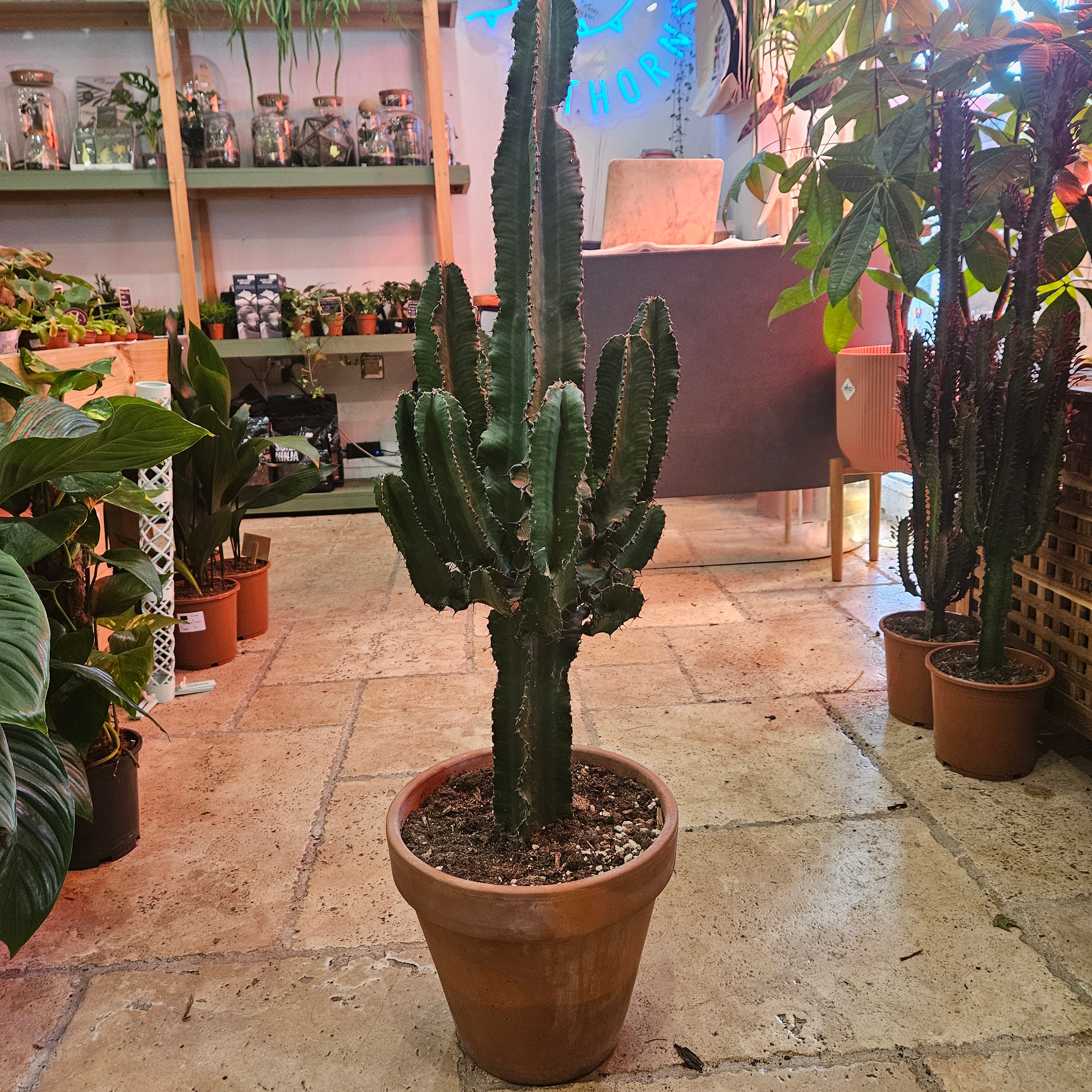 Euphorbia ingens (large desert/cowboy style cactus)